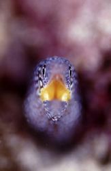 Juv Moray Eel shot on paradise 3, Mabul . the beatiful co... by Roger Munns 